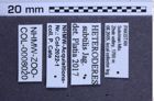 Etiketten zu Heteroderes subtilis (Jagemann, 1945) (NHMW-ZOO-COL-0008020)